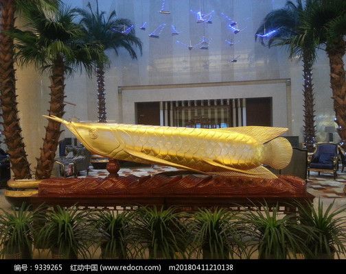 觀賞魚空運觀賞魚空運價格表大全最新圖片最新圖片分享（觀賞魚空運價格表）