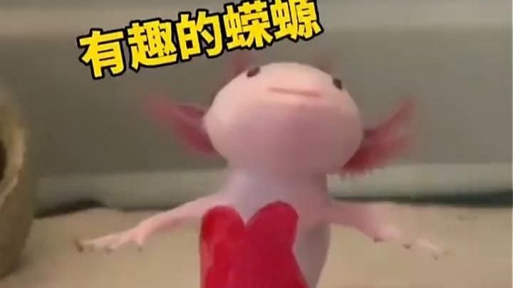 龍螈魚的飼養方法（龍螈魚是什么魚？）