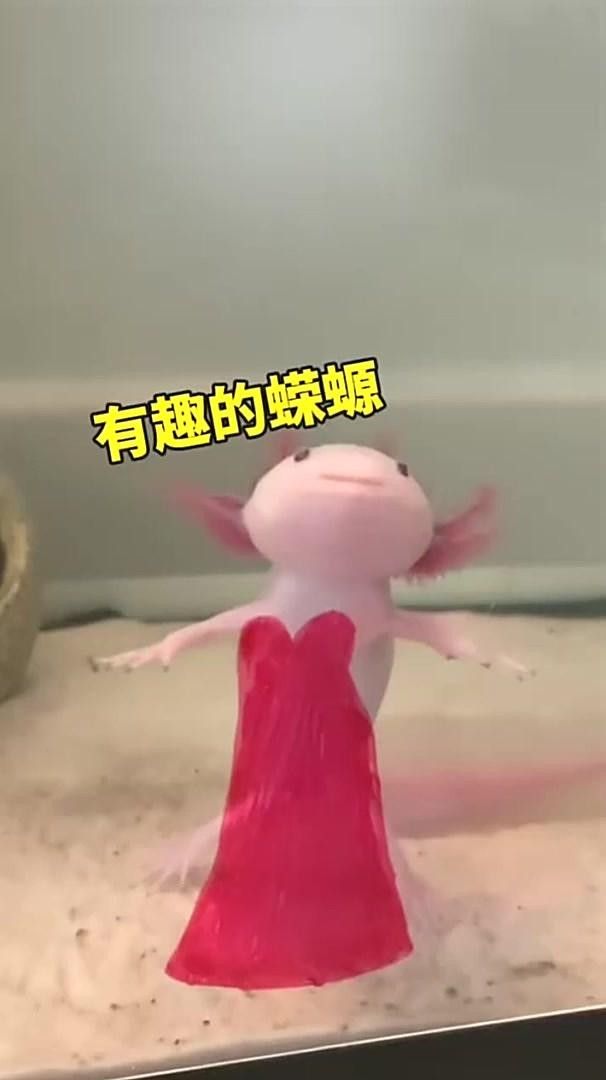 龍螈魚的飼養方法（龍螈魚是什么魚？）