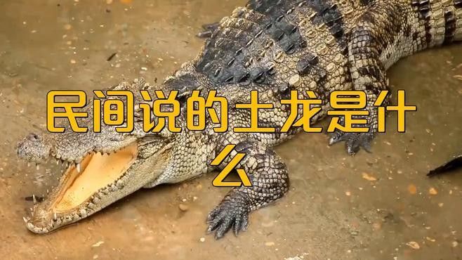 土龍在中醫藥中有哪些功效，土龍在五行中有哪些功效（土龍又叫什么）