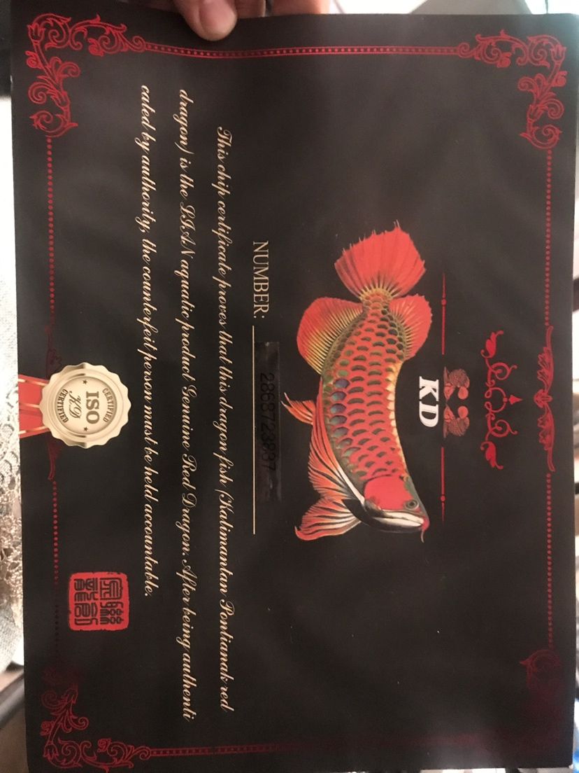 印尼紅龍魚證書通常包括以下信息，養殖者的名稱和地址（印尼紅龍魚證書是一份由印尼漁業部門頒發的認證文件）