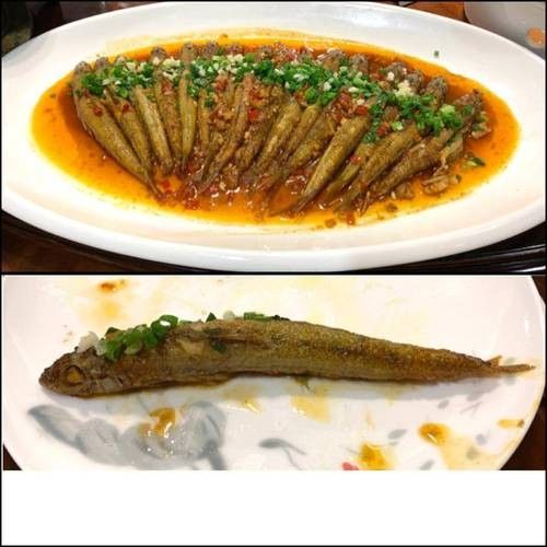 九江的魚類有哪些（九江最著名的魚類之一是中華鱘，中華鱘，）