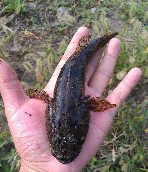 九江的魚類有哪些（九江最著名的魚類之一是中華鱘，中華鱘，）