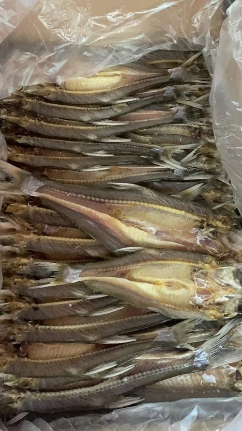 九江的魚類有哪些（九江最著名的魚類之一是中華鱘，中華鱘，）