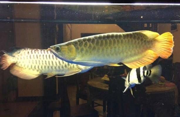 龍魚老撞缸的原因有哪些（魚老撞缸的原因及解決方法解決龍魚老撞缸的原因及解決方法）