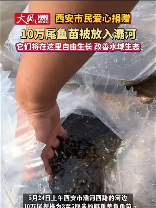 西安灞河的魚能吃嗎？（灞河的魚能吃嗎？）