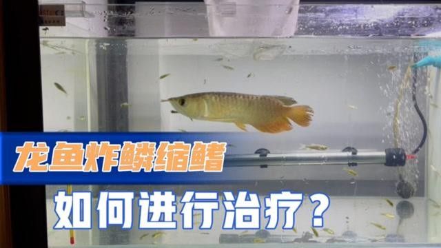 龍魚炸鱗趴缸幾天恢復(fù)正常