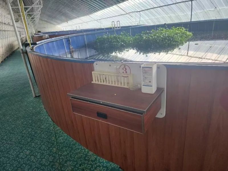 輝南龍魚