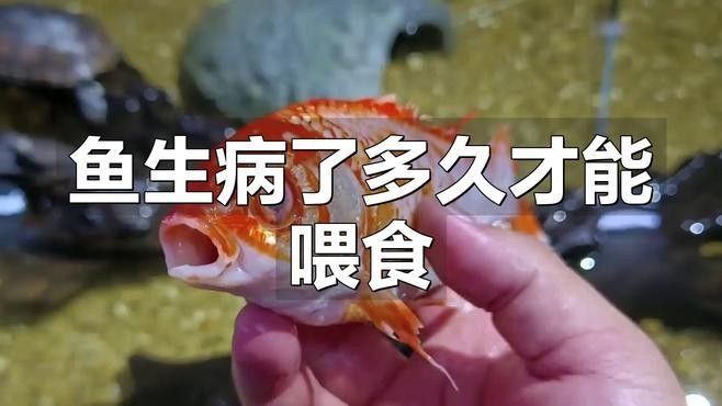 龍魚病了多久可以喂食