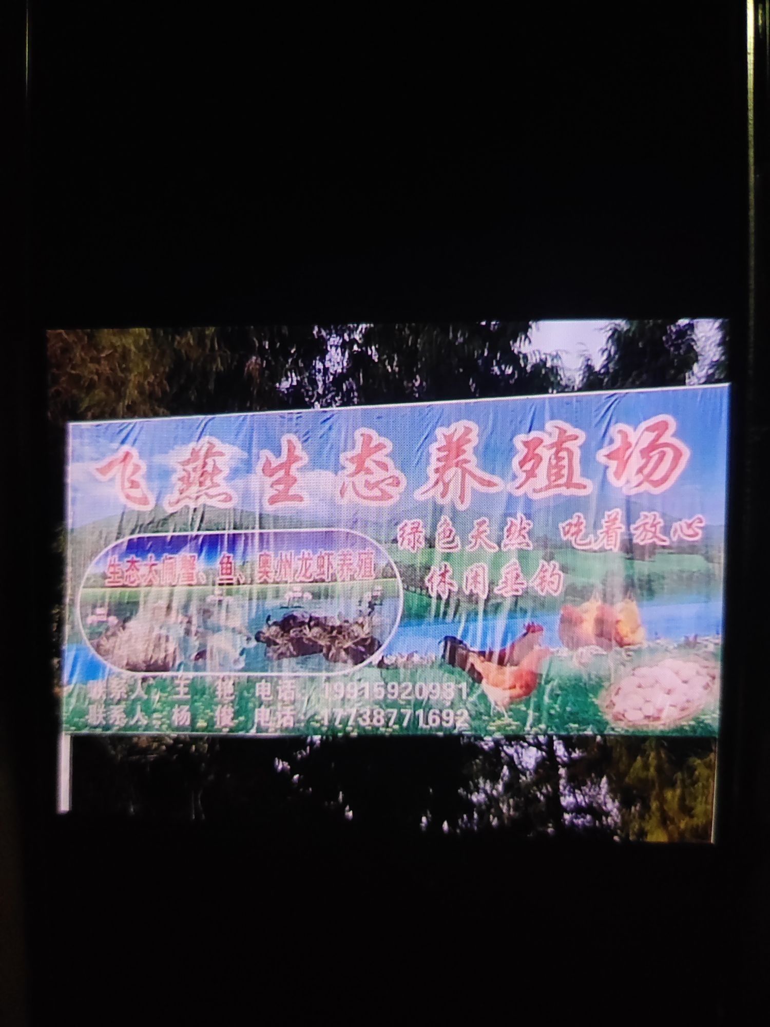 儀隴龍魚 儀隴龍魚 觀賞魚百科 第7張