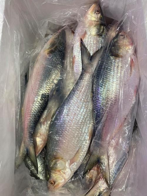 三黎魚圖片