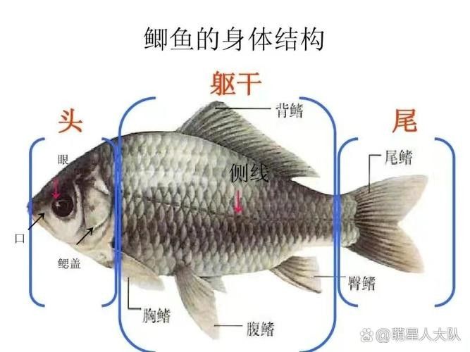 三黎魚圖片