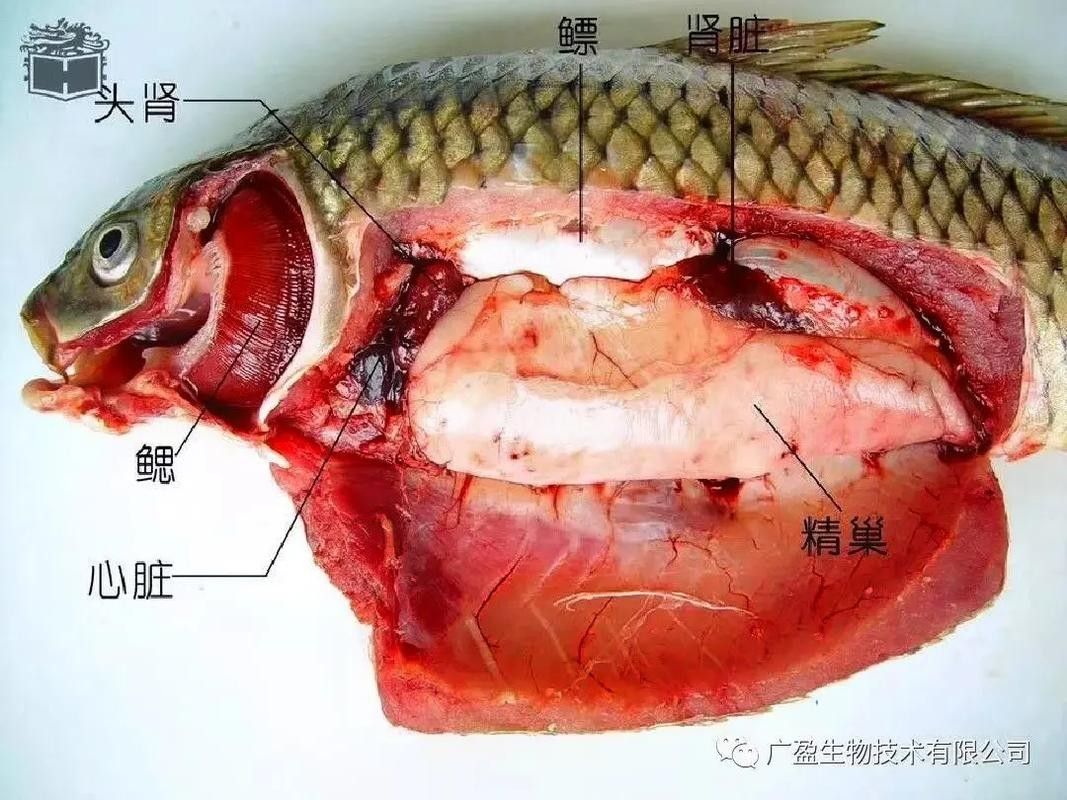 三黎魚圖片