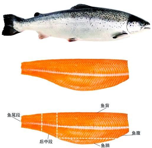 三黎魚圖片