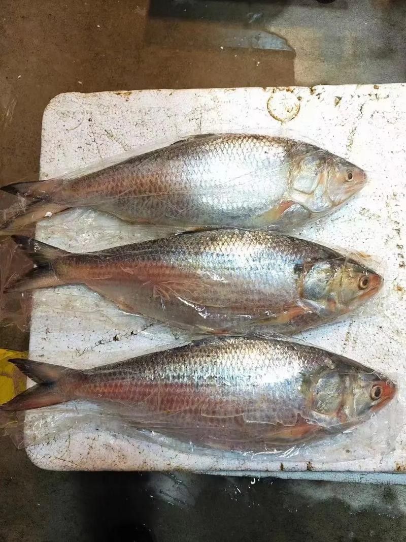 三黎魚圖片