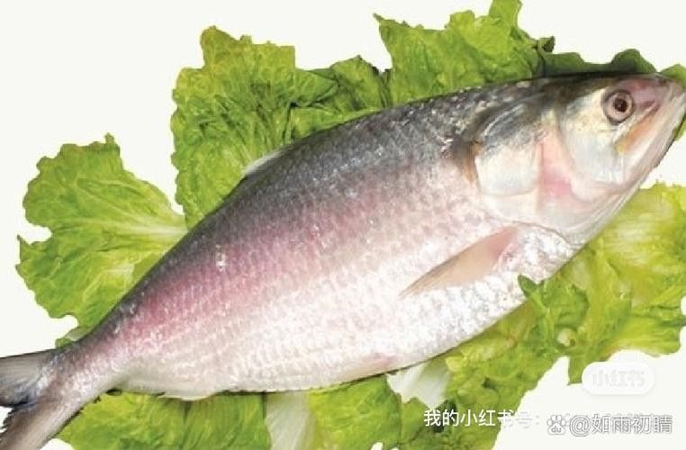 三黎魚圖片