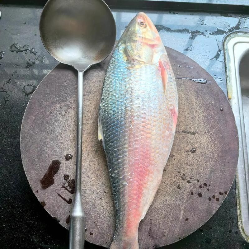 三黎魚圖片