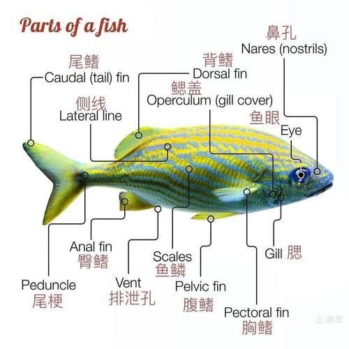 三黎魚圖片