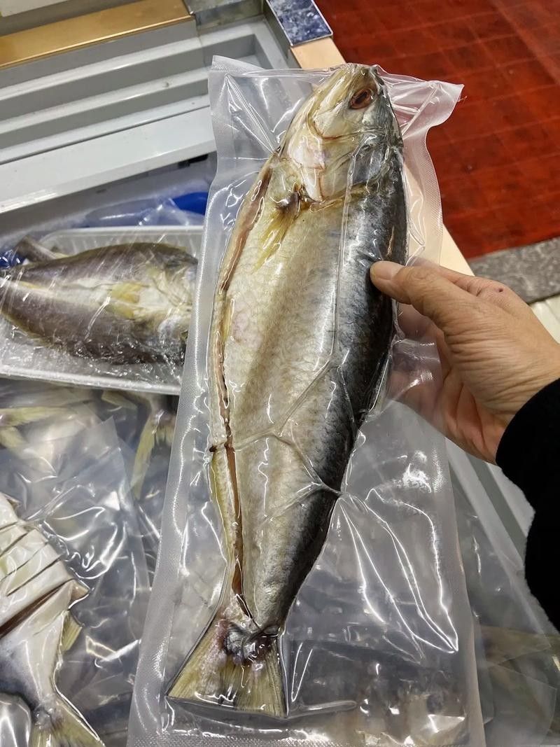 三黎魚圖片