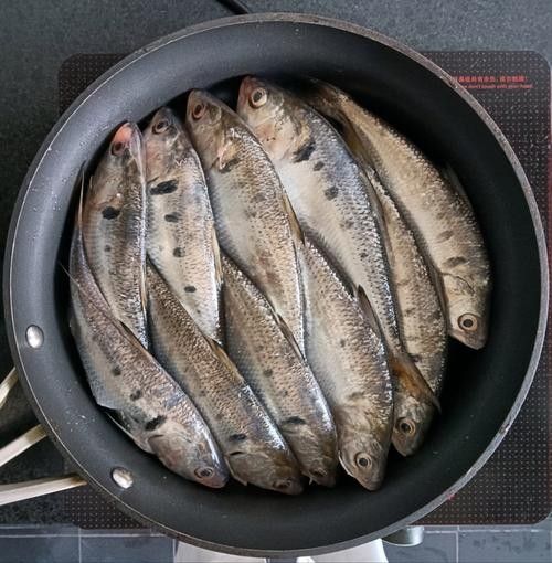 三黎魚圖片