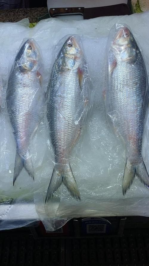 三黎魚圖片