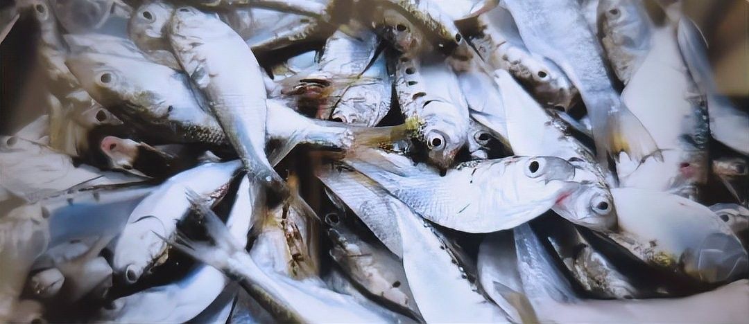 三黎魚圖片
