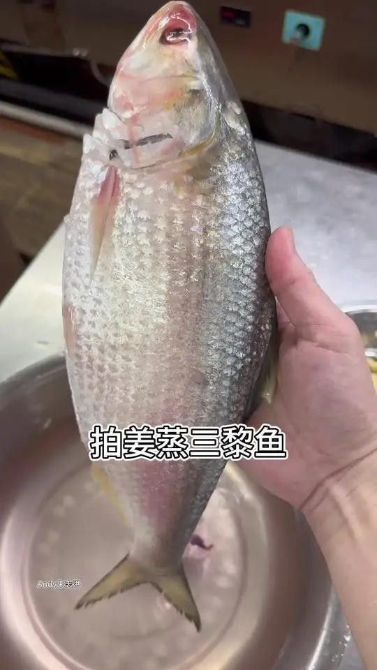 三黎魚圖片