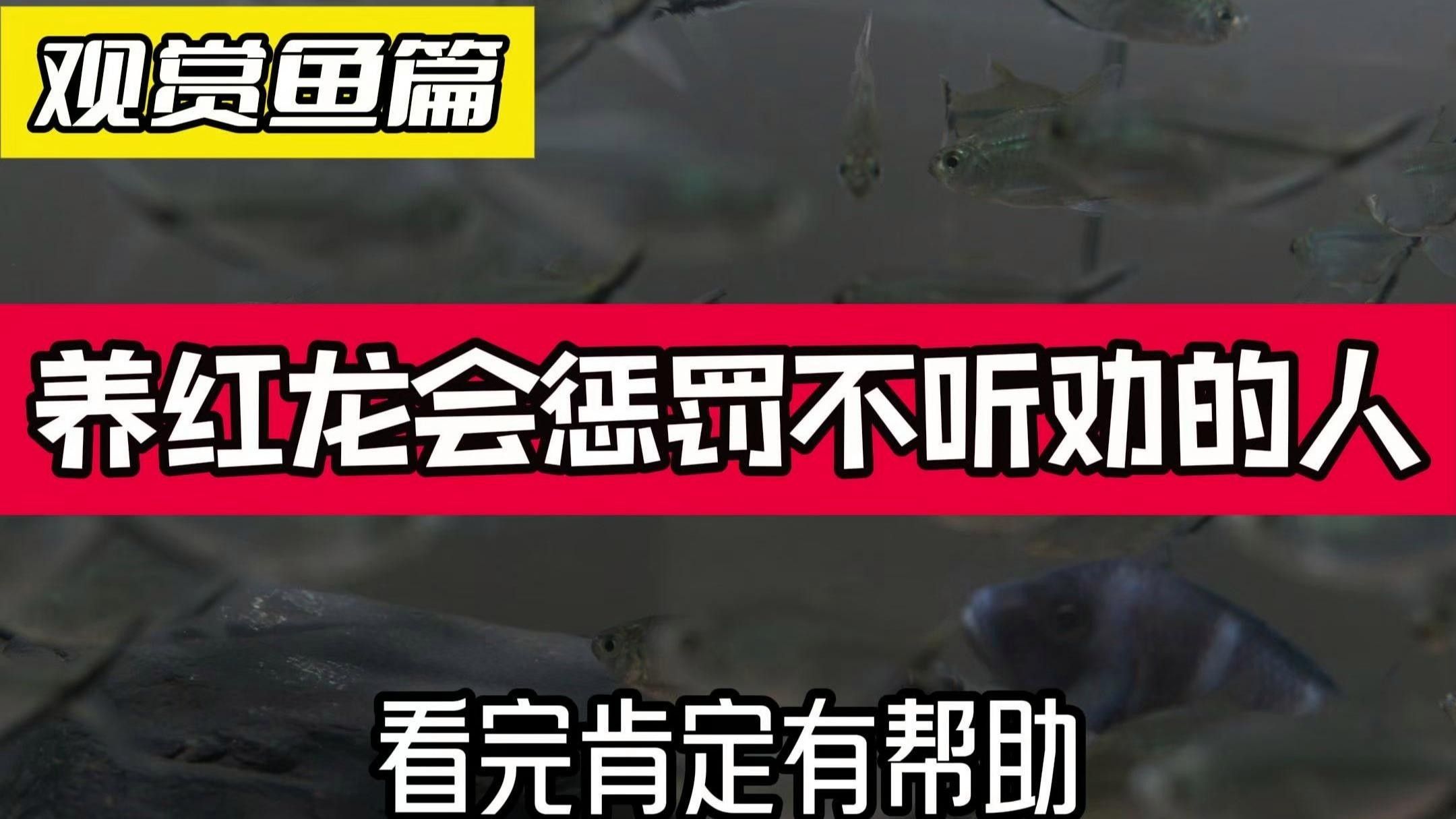 甘南州紅龍魚