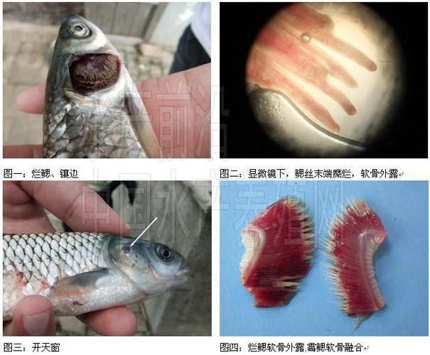 龍魚嘴的白色線狀物圖片