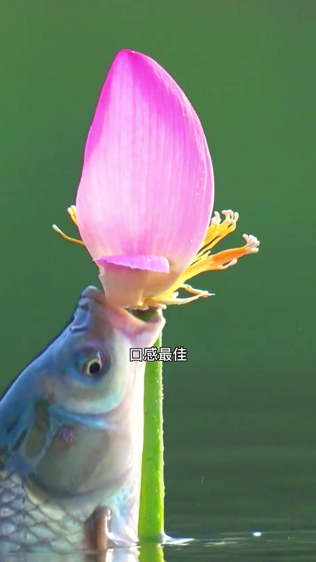 江西九江特產酒糟魚