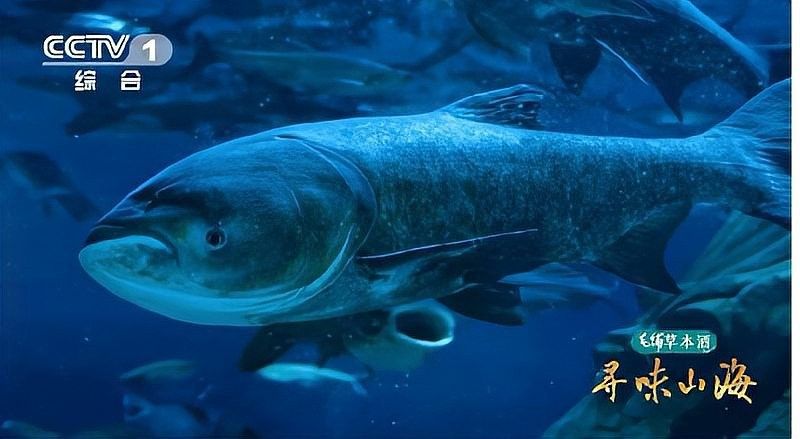 江西九江特產酒糟魚