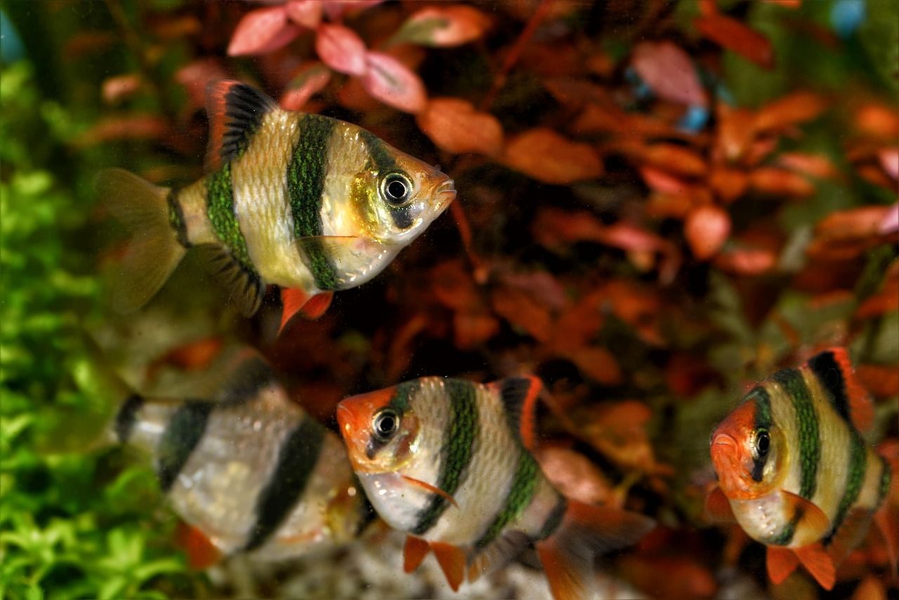 <strong><mark>四平</mark></strong>彩蝶魚缸專賣店(<strong><mark>四平</mark></strong>觀賞魚)