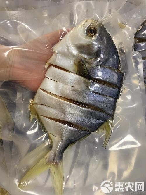 湛江金鯧魚