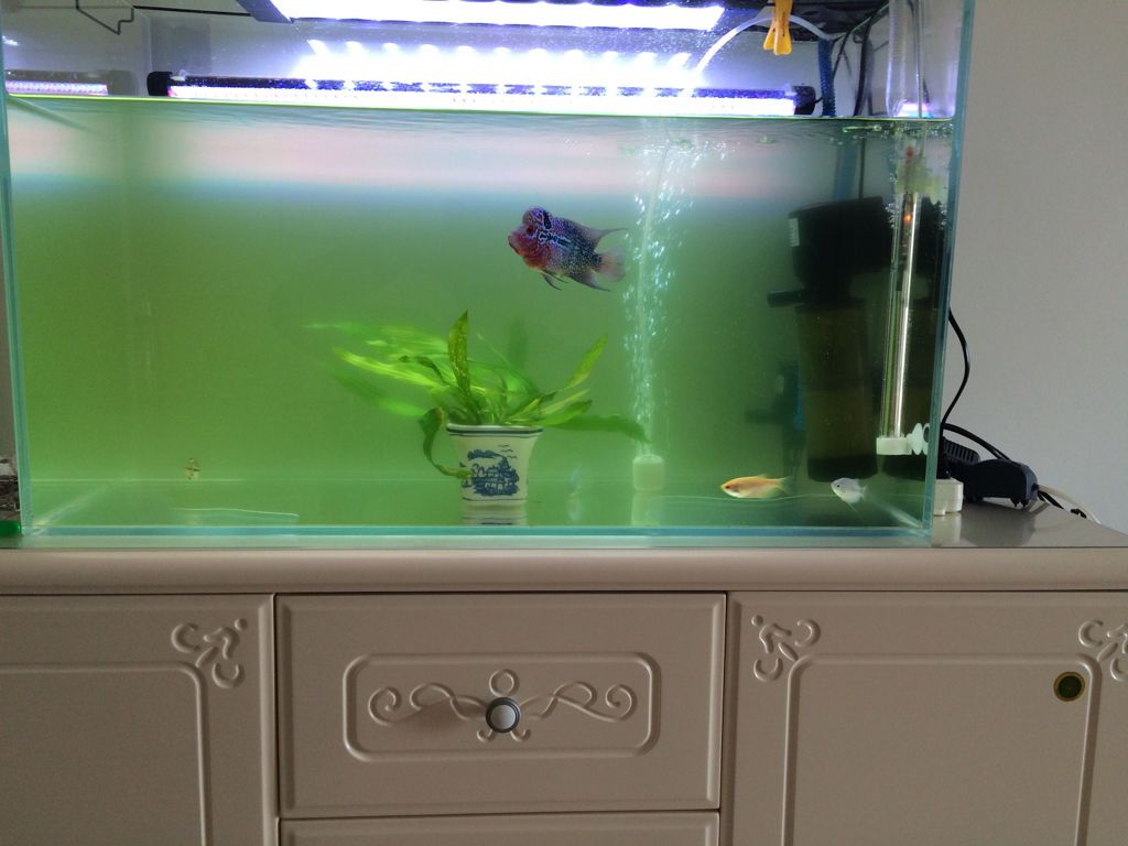 魚缸品牌十大排名圖片及價格表：魚缸排名前十名