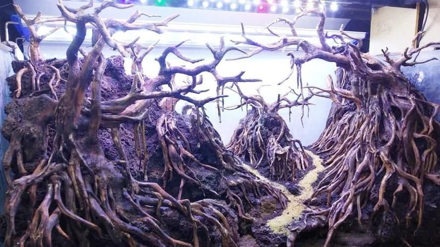雷龍魚那個品種好養（雷龍魚那個品種好養活）