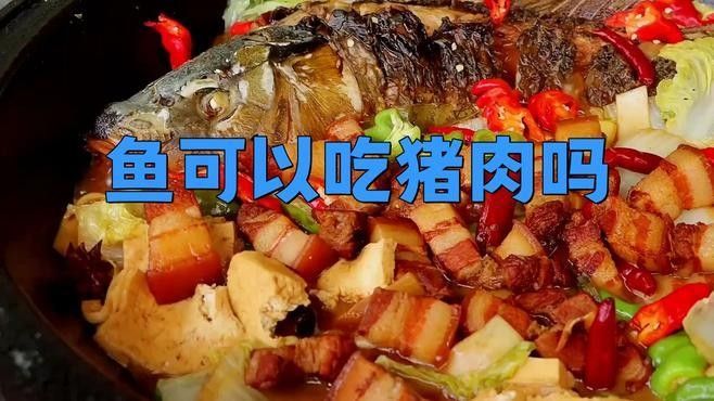 龍魚吃豬肉的6大好處