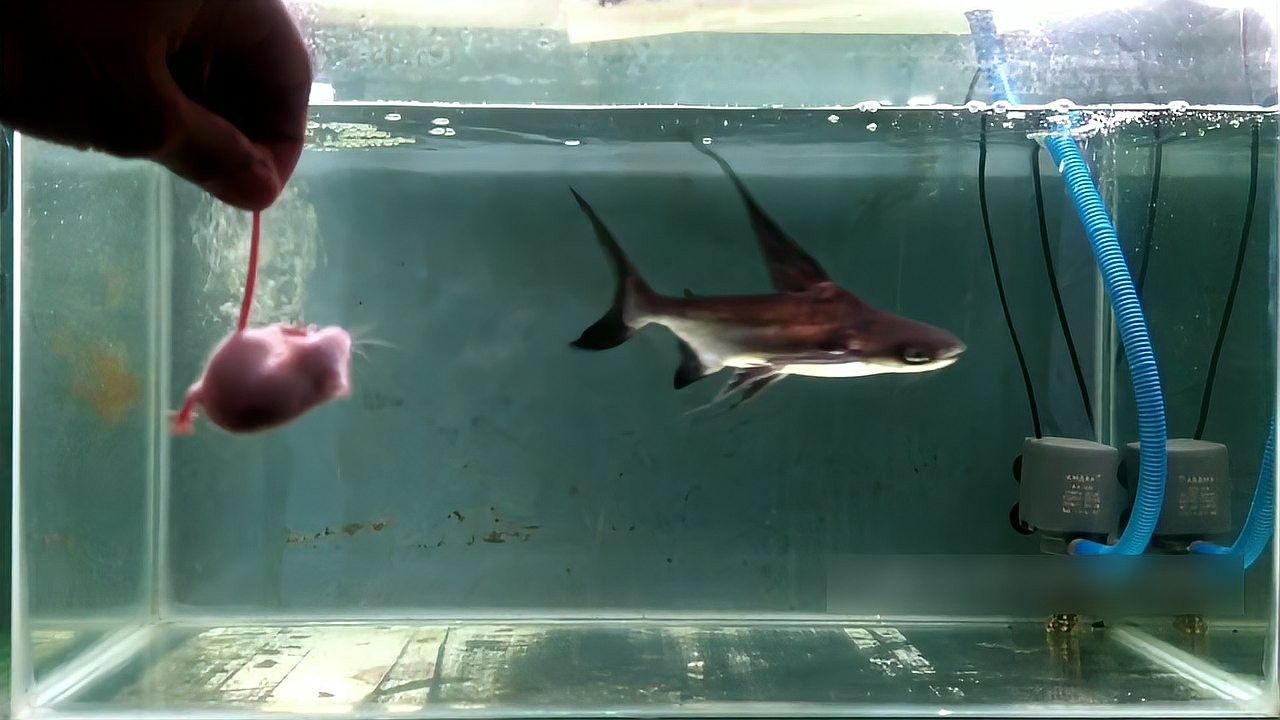 成吉思汗鯊屬于什么魚
