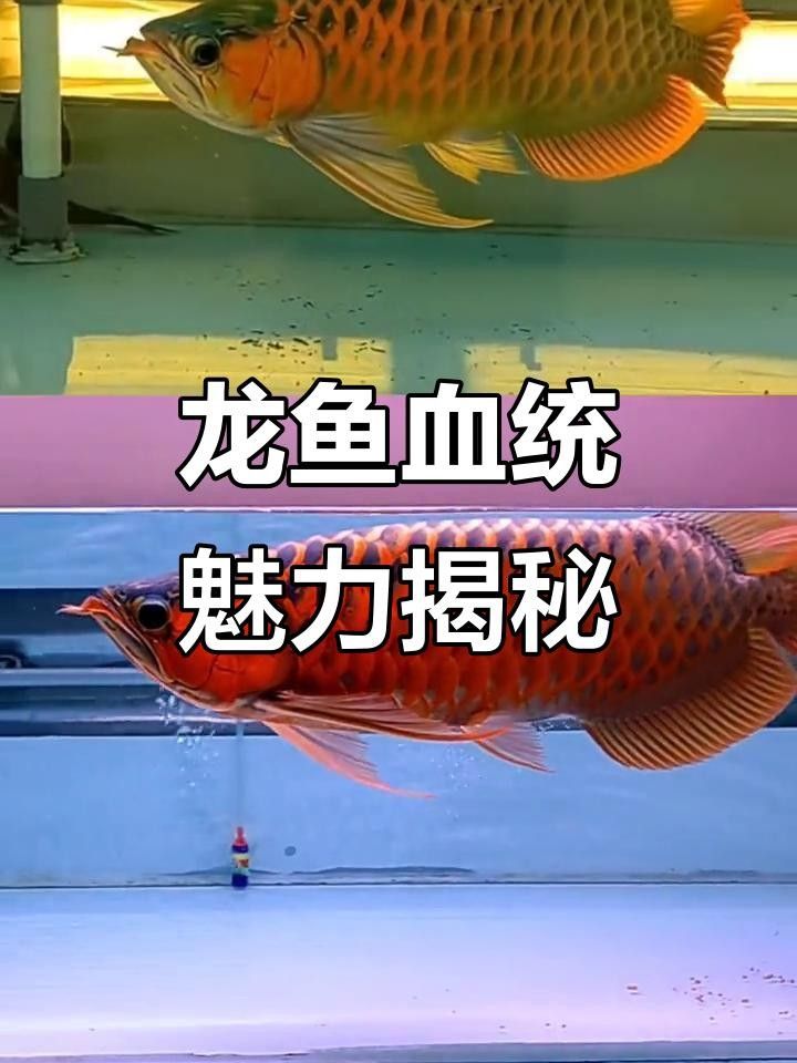 血麒麟龍魚