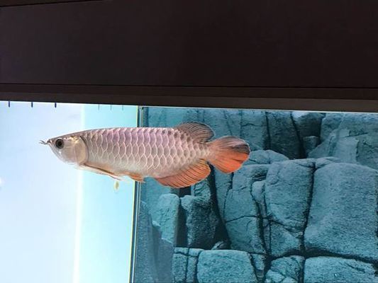 賽級七彩神龍魚多少錢（賽級七彩神仙魚）