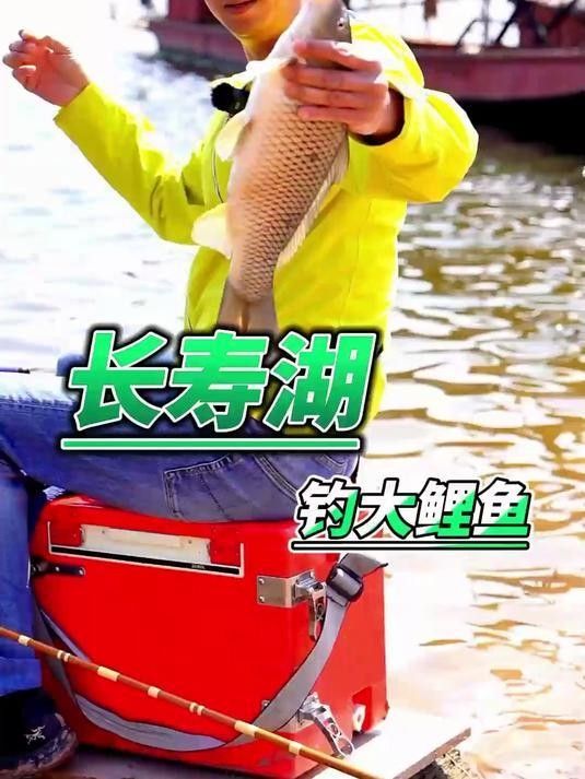 長壽湖十大名魚 長壽湖十大名魚 觀賞魚百科 第2張