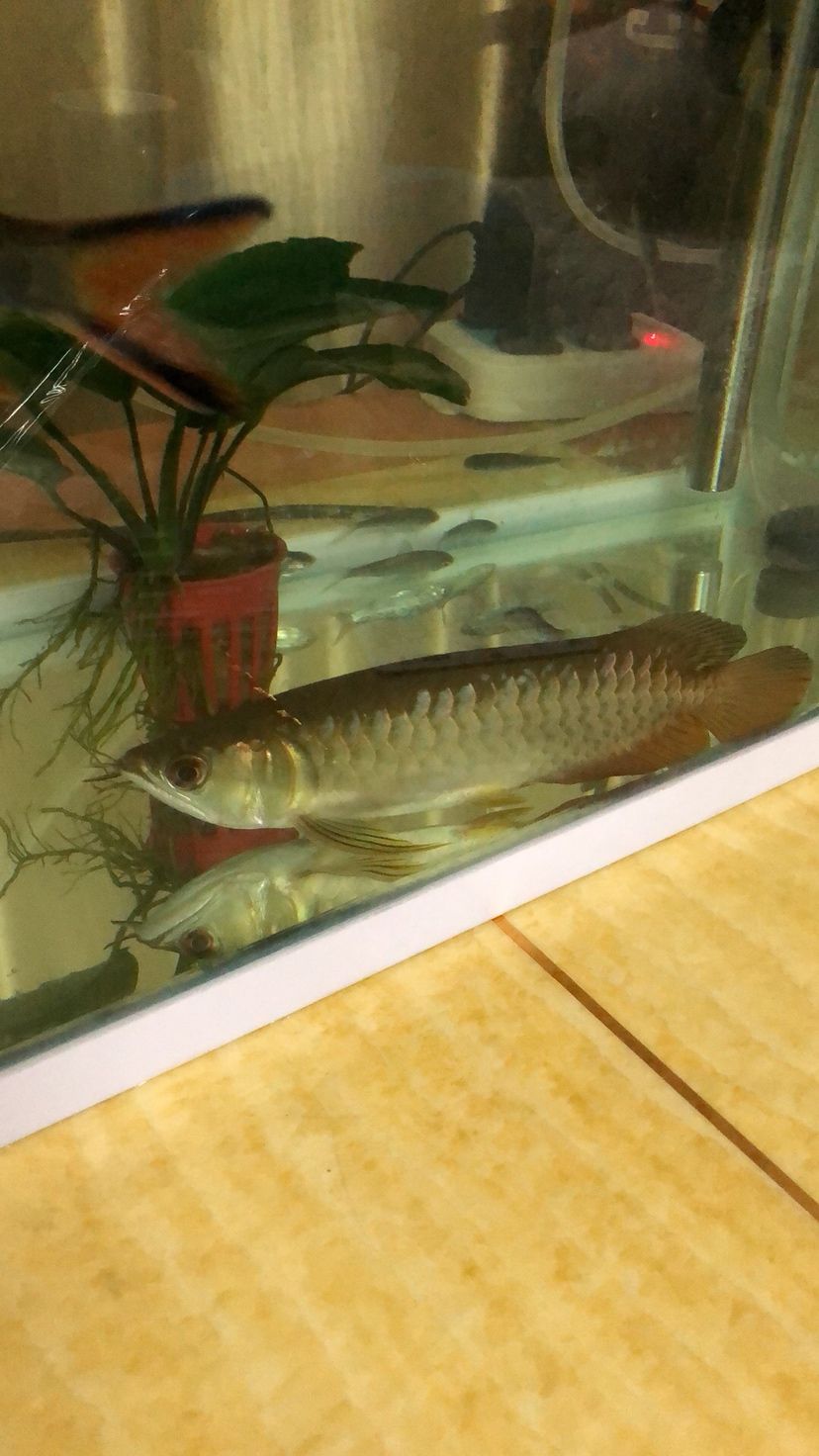 龍魚臥缸 龍魚臥缸 觀賞魚百科