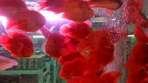 財(cái)神鸚鵡魚常見疾病