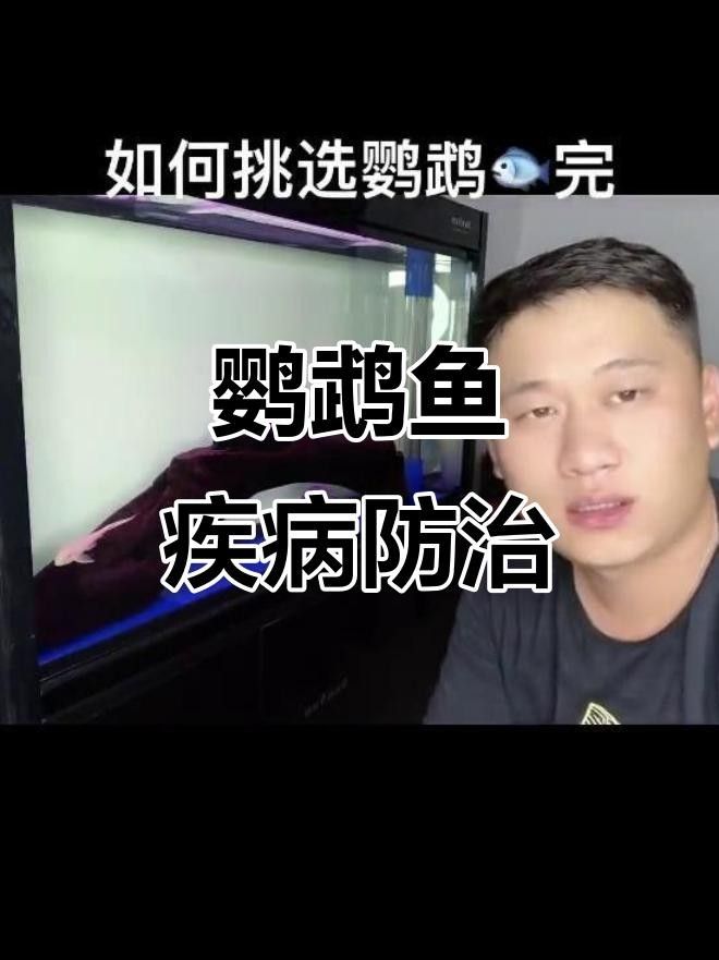財(cái)神鸚鵡魚常見疾病