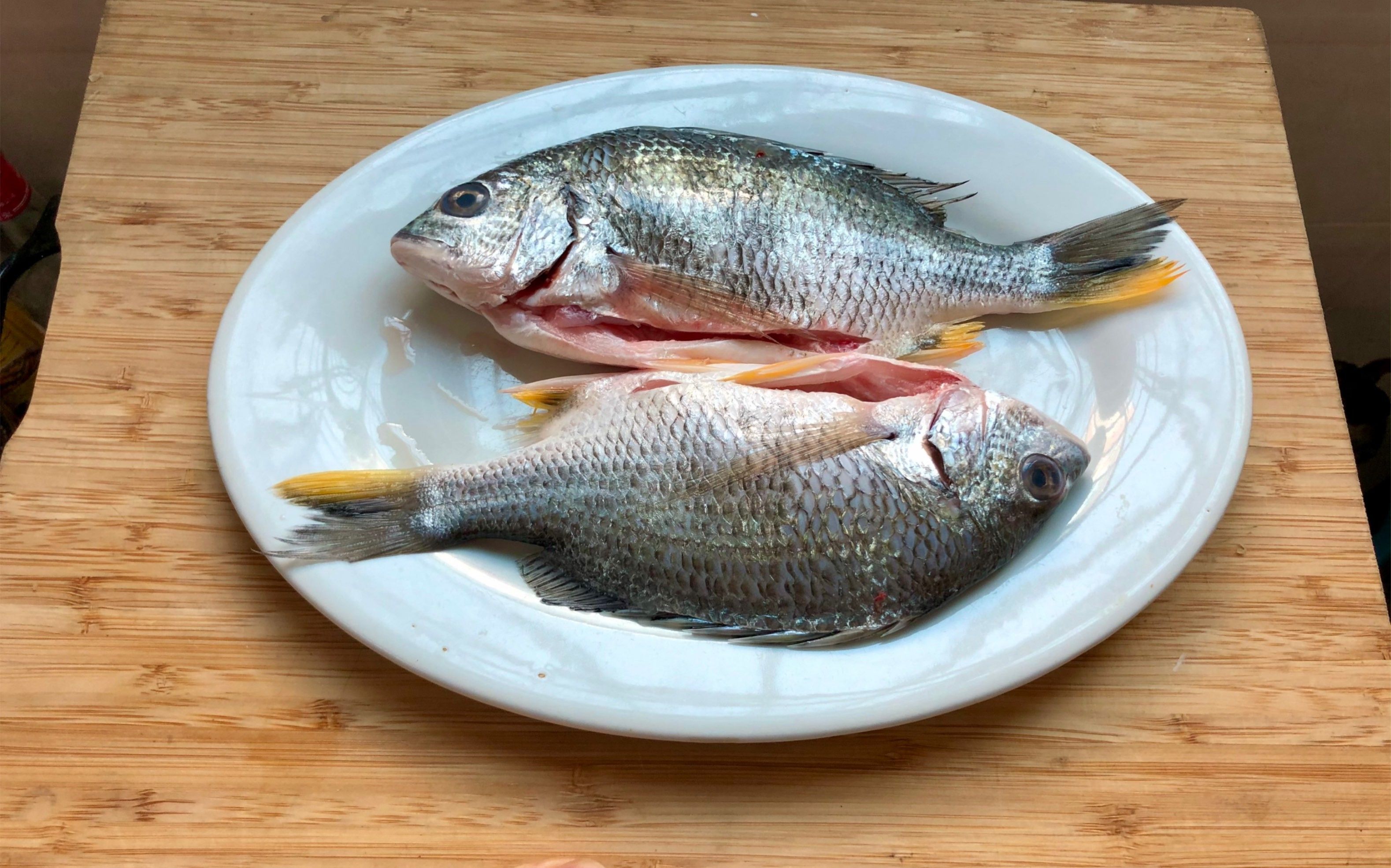 廣東叫立魚是什么魚