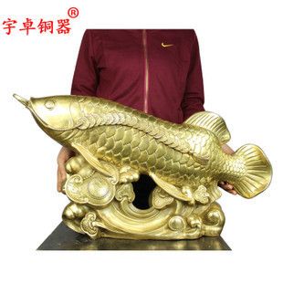 全黑龍魚多少錢一條圖片及價格