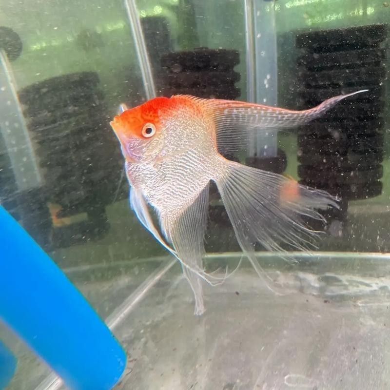 金頂仙燕魚