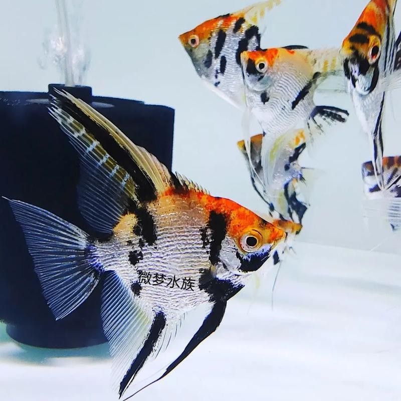 金頂仙燕魚