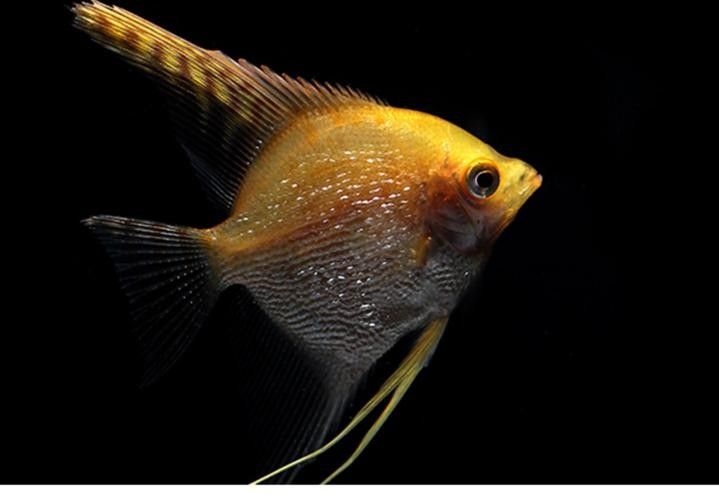金頂仙燕魚