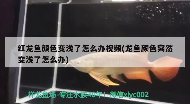 紅龍魚哪個品牌最好吃：紅龍魚哪個品牌最好吃的