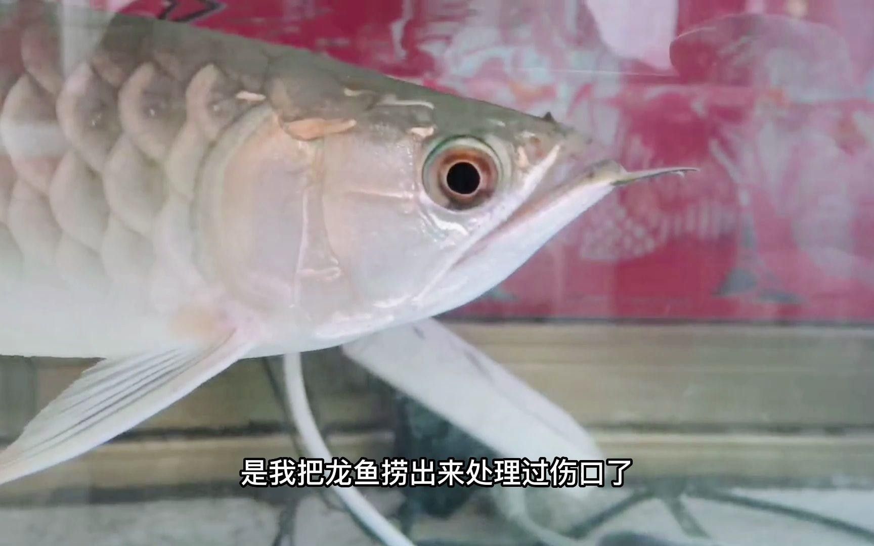 龍魚嘴撞歪了怎么辦視頻